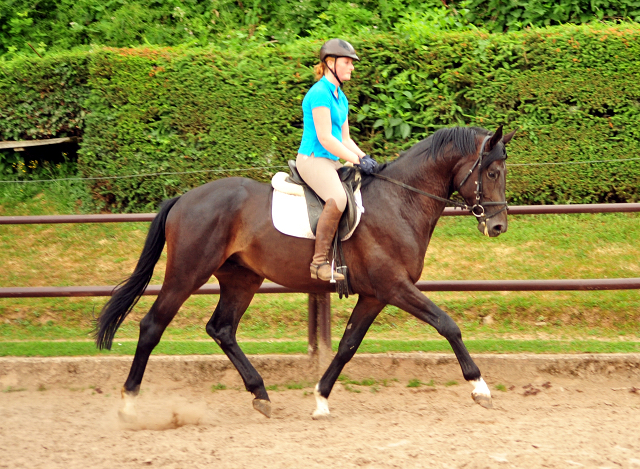 3jhriger Hengst von Touch my Heart u.d. Pr.u.StPrSt. Vittoria v. Exclusiv - Trakehner Gestt Hmelschenburg - Foto: Beate Langels - Trakehner Gestt Hmelschenburg