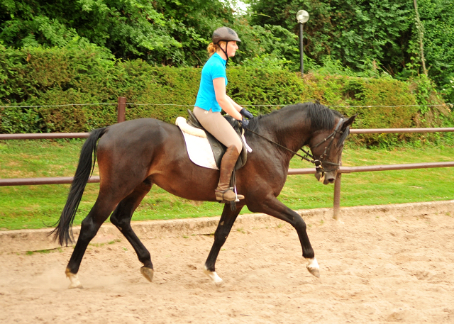 3jhriger Hengst von Touch my Heart u.d. Pr.u.StPrSt. Vittoria v. Exclusiv - Trakehner Gestt Hmelschenburg - Foto: Beate Langels - Trakehner Gestt Hmelschenburg