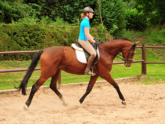 Schwalbenland von Touch my Heart u.d. Schwalbenlicht v. Imperio - Trakehner Gestt Hmelschenburg - Beate Langels