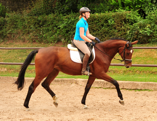 Schwalbenland von Touch my Heart u.d. Schwalbenlicht v. Imperio - Trakehner Gestt Hmelschenburg - Beate Langels