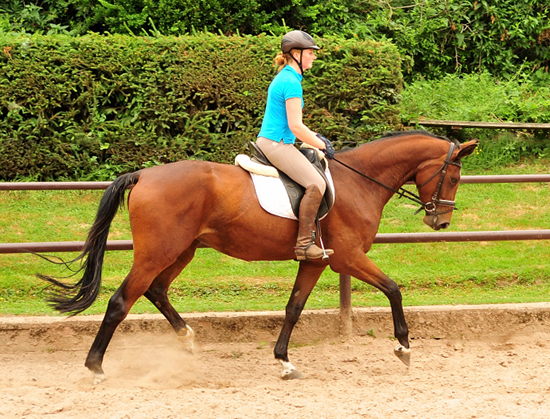 Schwalbenland von Touch my Heart u.d. Schwalbenlicht v. Imperio - Trakehner Gestt Hmelschenburg - Beate Langels