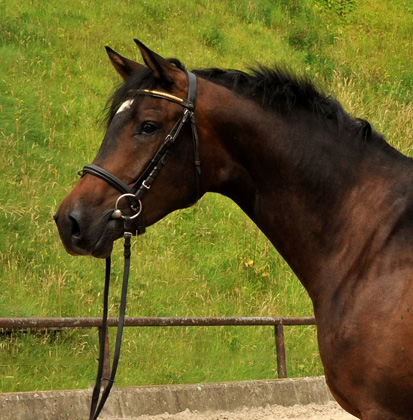 3jhriger Trakehner Wallach von Shavalou u.d. Kalidah Jamal v. Manhattan u.d. ESt. Kassuben v. Enrico Caruso, Foto: Beate Langels, Gestt Hmelschenburg