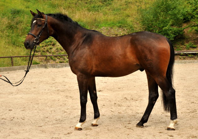 3jhriger Trakehner Wallach von Shavalou u.d. Kalidah Jamal v. Manhattan