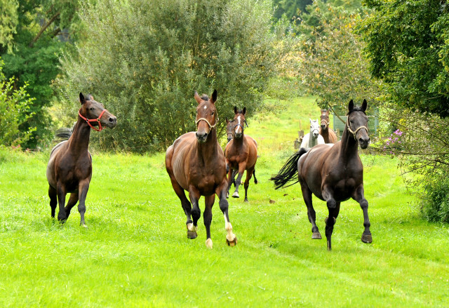 Unsere jungen Reitpferde genießen den Urlaub auf der Koppel - Foto Beate Langels