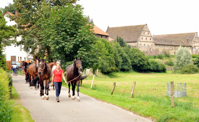 Unsere jungen Reitpferde auf dem Weg zur Koppel - Foto Beate Langels