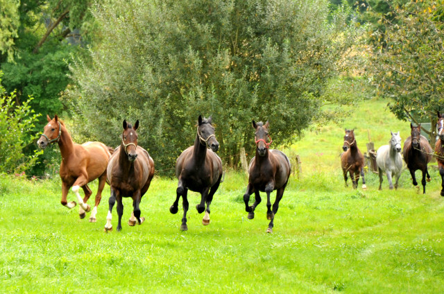 Unsere jungen Reitpferde genießen den Urlaub auf der Koppel - Foto Beate Langels