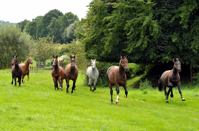 Unsere jungen Reitpferde genießen den Urlaub auf der Koppel - Foto Beate Langels
