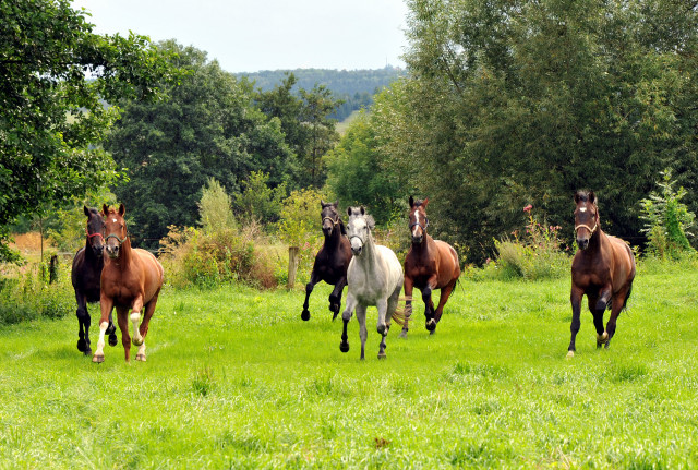 Unsere jungen Reitpferde genieen den Urlaub auf der  Koppel - Foto Beate Langels