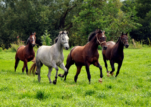 Unsere jungen Reitpferde genießen den Urlaub auf der Koppel - Foto Beate Langels