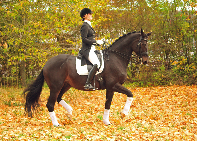 Seal von Gribaldi u.d. Elitestute Schwalbenspiel v. Exclusiv - Foto: Beate Langels - 
Trakehner Gestt Hmelschenburg