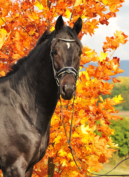 2j hriger Hengst von Saint Cyr u.d. Elitestute Hanna v. Summertime - Gest t H melschenburg - Foto: Beate Langels - 
Trakehner Gest t H melschenburg