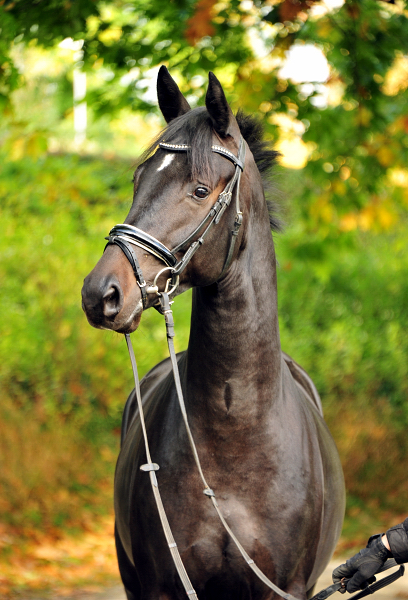 2j hriger Hengst von Saint Cyr u.d. Elitestute Hanna v. Summertime - Gest t H melschenburg - Foto: Beate Langels - 
Trakehner Gest t H melschenburg