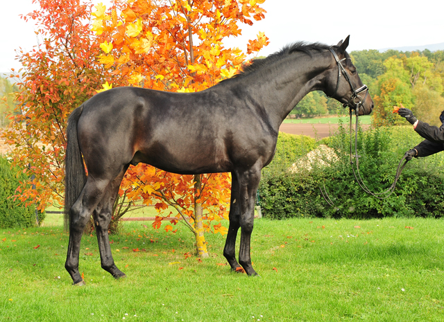 2j hriger Hengst von Saint Cyr u.d. Elitestute Hanna v. Summertime - Gest t H melschenburg - Foto: Beate Langels - 
Trakehner Gest t H melschenburg