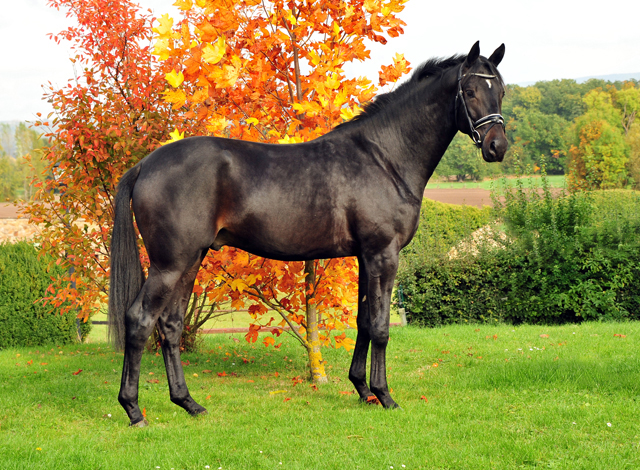 2j hriger Hengst von Saint Cyr u.d. Elitestute Hanna v. Summertime - Gest t H melschenburg - Foto: Beate Langels - 
Trakehner Gest t H melschenburg