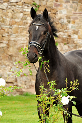 Trakehner Hengst von Saint Cyr u.d. Hanna v. Summertime  - Foto:  Trakehner Gest t H melschenburg