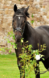 Trakehner Hengst von Saint Cyr u.d. Hanna v. Summertime  - Foto:  Trakehner Gest t H melschenburg