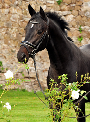 Trakehner Hengst von Saint Cyr u.d. Hanna v. Summertime  - Foto:  Trakehner Gest t H melschenburg