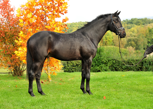 2j hriger Hengst von Saint Cyr u.d. Elitestute Hanna v. Summertime - Gest t H melschenburg - Foto: Beate Langels - 
Trakehner Gest t H melschenburg