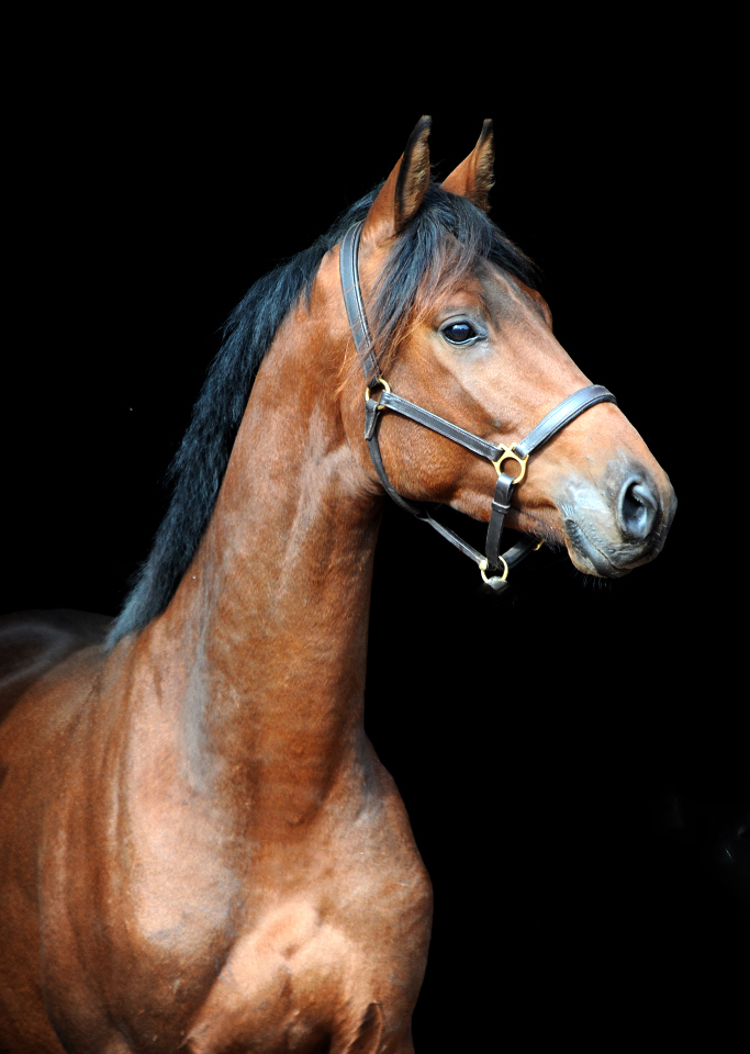 Scavi - Trakehner Wallach von Imperio u.d. Schwalbensage v. Grand Corazn
 - Trakehner Gestt Hmelschenburg - Beate Langels