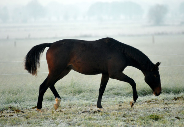 Jhrlingsstute v. Shavalou u.d. Elitestute Gloriette v. Kostolany - Fototermin in Schplitz  - Foto: Beate Langels - Trakehner Gestt Hmelschenburg