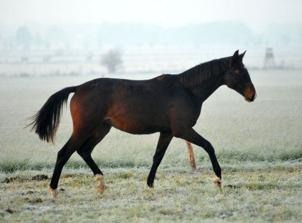 Jhrlingsstute v. Shavalou u.d. Elitestute Gloriette v. Kostolany - Fototermin in Schplitz  - Foto: Beate Langels - Trakehner Gestt Hmelschenburg