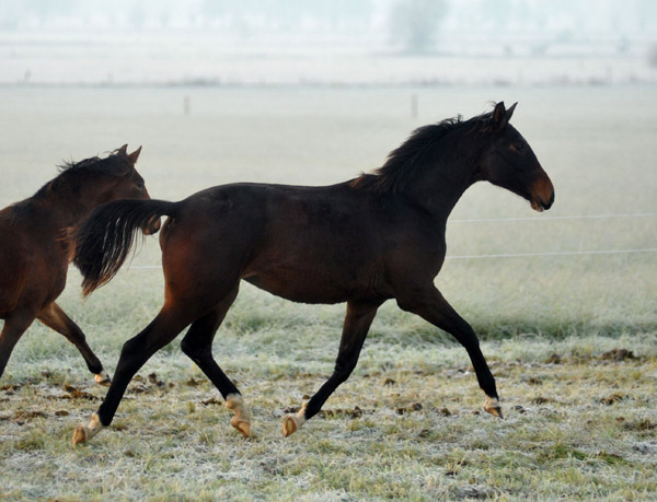 Jhrlingsstute v. Shavalou u.d. Elitestute Gloriette v. Kostolany - Fototermin in Schplitz  - Foto: Beate Langels - Trakehner Gestt Hmelschenburg