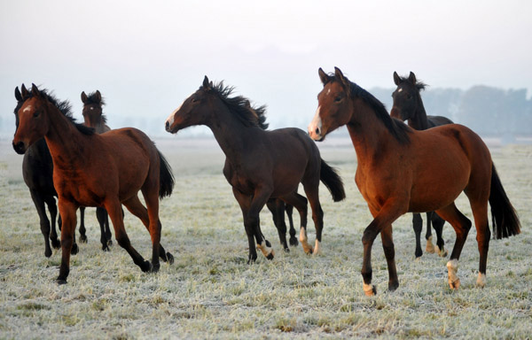 Jhrlingsstuten - rechts: Schwalbenperle von Alter Fritz u.d. Schwalbenfee v. Freudenfest - Fototermin in Schplitz  - Foto: Beate Langels - Trakehner Gestt Hmelschenburg