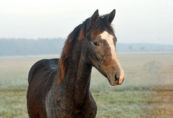 Hengstfohlen von Saint Cyr u.d. Teatime v. Summertime - Fototermin in Schplitz  - Foto: Beate Langels - Trakehner Gestt Hmelschenburg