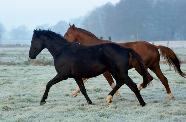  2jhriger Trakehner Nachtstern von Exclusiv x Tambour - Foto: Beate Langels - Trakehner Gestt Hmelschenburg