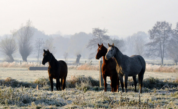  rechts: 2jhriger Hengst Tilly von Leonidas u.d. Thirica v. Enrico Caruso - Foto: Beate Langels - Trakehner Gestt Hmelschenburg