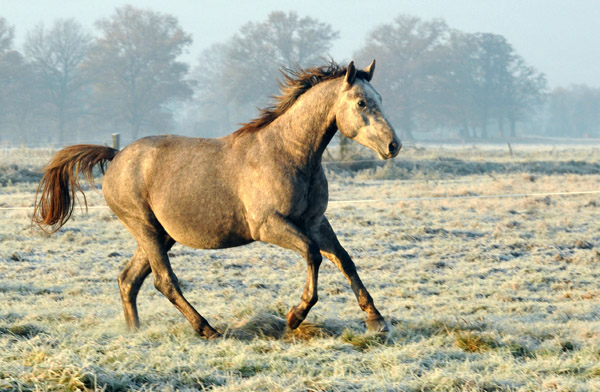  rechts: 2jhriger Hengst Tilly von Leonidas u.d. Thirica v. Enrico Caruso - Foto: Beate Langels - Trakehner Gestt Hmelschenburg