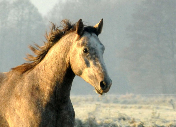  rechts: 2jhriger Hengst Tilly von Leonidas u.d. Thirica v. Enrico Caruso - Foto: Beate Langels - Trakehner Gestt Hmelschenburg