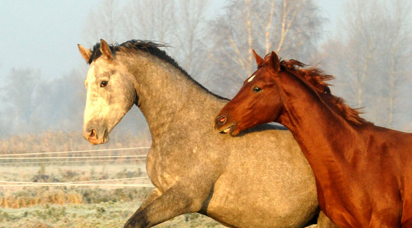  rechts: 2jhriger Hengst Tilly von Leonidas u.d. Thirica v. Enrico Caruso - Foto: Beate Langels - Trakehner Gestt Hmelschenburg