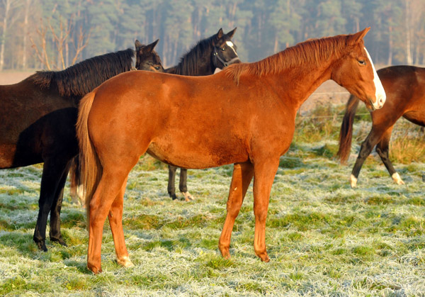  2jhrige Stute Thirilou v. Shavalou u.d. Elitestute Thirza  - Foto: Beate Langels - Trakehner Gestt Hmelschenburg