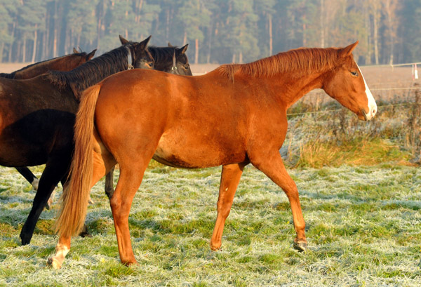  2jhrige Stute Thirilou v. Shavalou u.d. Elitestute Thirza - Foto: Beate Langels - Trakehner Gestt Hmelschenburg