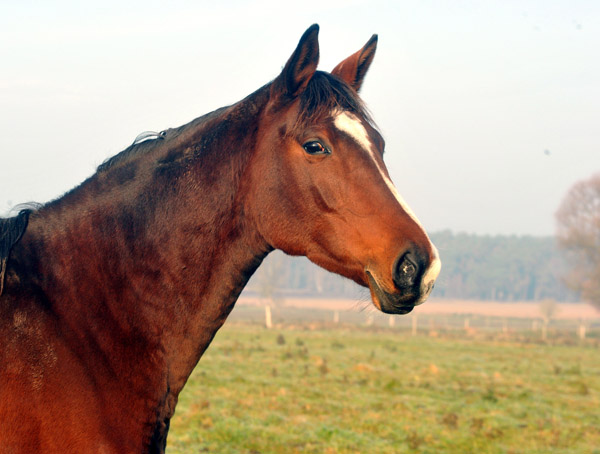 Karalina v. Exclusiv u.d. Elitestute Kassuben v. Enrico Caruso  - Foto: Beate Langels - Trakehner Gestt Hmelschenburg