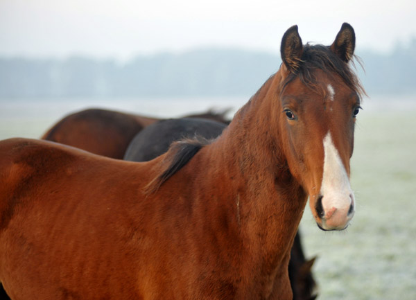 Schwalbenperle von Alter Fritz u.d. Schwalbenfee v. Freudenfest - Fototermin in Schplitz  - Foto: Beate Langels - Trakehner Gestt Hmelschenburg