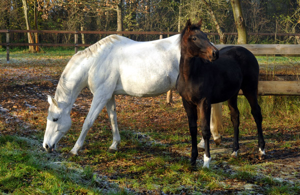 Prmienstute Thalia v. Exclusiv u.d. Elitestute Thirza  - Foto: Beate Langels - Trakehner Gestt Hmelschenburg