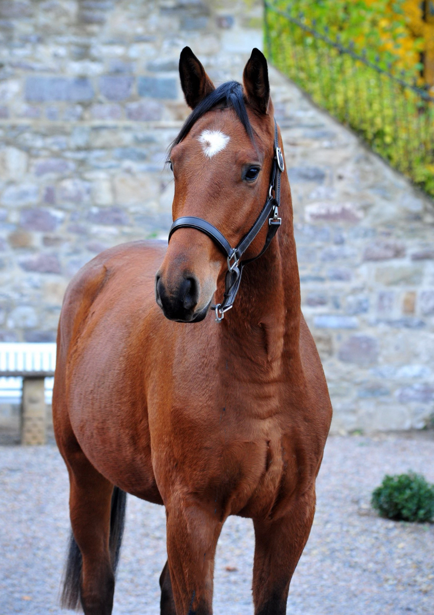 Trakehner Wallach von Integer u.d. Klassic Motion v. High Motion am 13.11.2025 - Trakehner Gestt Hmelschenburg - Foto Beate Langels