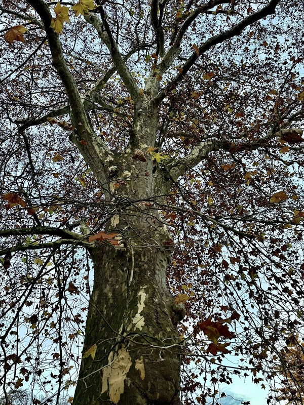 13.11.2025 - Trakehner Gestt Hmelschenburg - Foto Beate Langels
