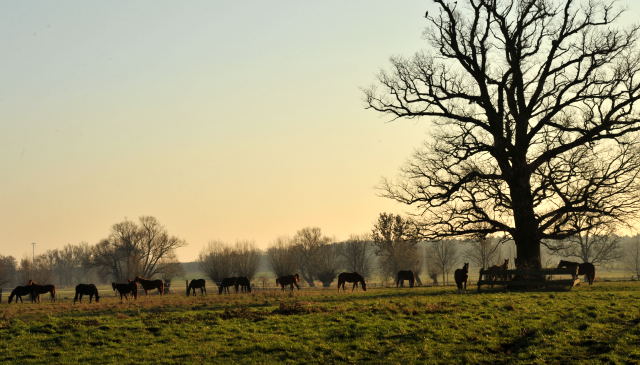 Jhrlingsstuten im Gestt Schplitz - Foto: Beate Langels