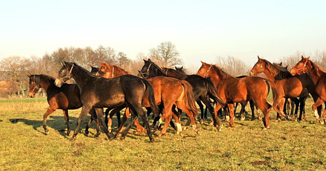 Jhrlingsstuten im Gestt Schplitz - Foto: Beate Langels