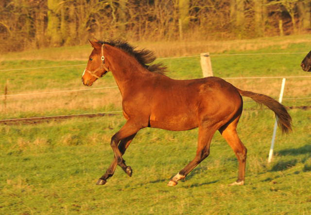 Jhrlingshengst von Saint Cyr u.d. Hannah v. Summertime - im Gestt Schplitz - Foto: Beate Langels