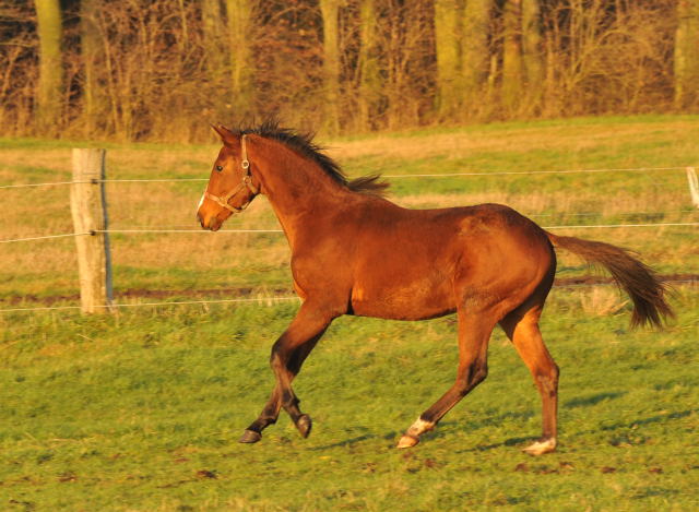 Jhrlingshengst von Saint Cyr u.d. Hannah v. Summertime im Gestt Schplitz - Foto: Beate Langels