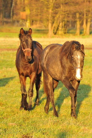 Jhrlingshengste von Millenium und Shavalou im Gestt Schplitz - Foto: Beate Langels
