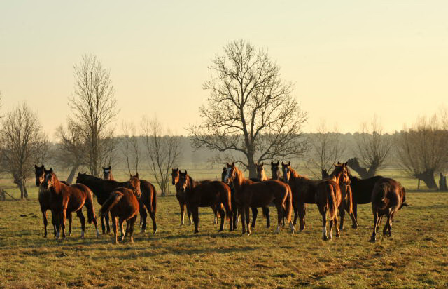 Jhrlingsstuten im Gestt Schplitz - Foto: Beate Langels