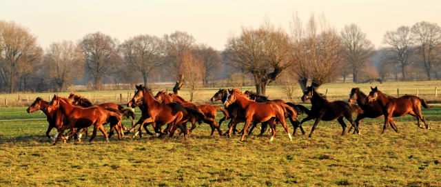 Jhrlingsstuten im Gestt Schplitz - Foto: Beate Langels