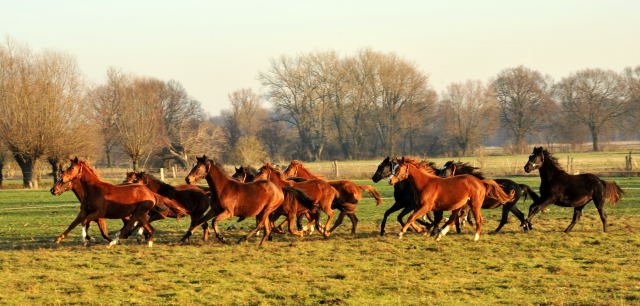 Jhrlingsstuten im Gestt Schplitz - Foto: Beate Langels