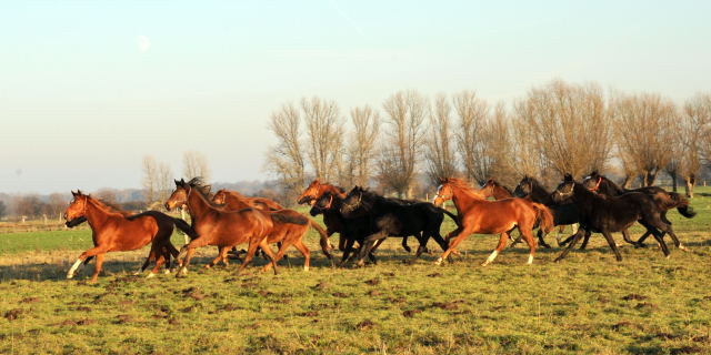 Jhrlingsstuten im Gestt Schplitz - Foto: Beate Langels