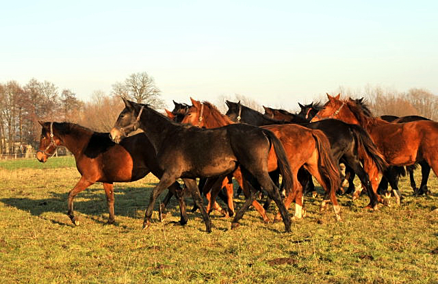 Jhrlingsstuten im Gestt Schplitz - Foto: Beate Langels